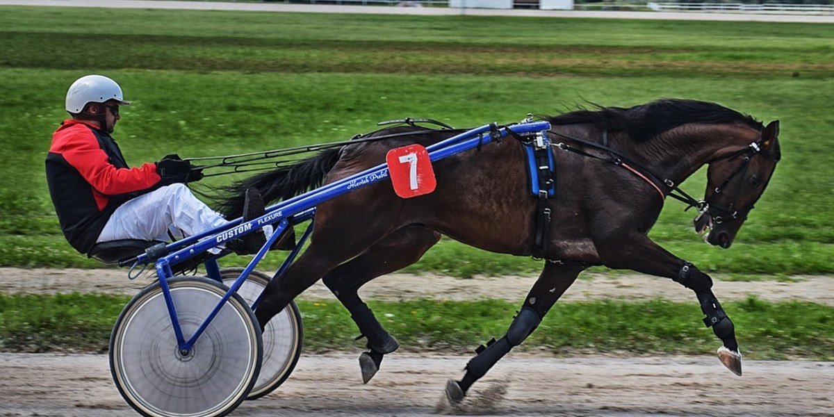 Trotteur attelé au sulky en pleine course